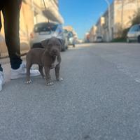 Cucciola Red nose