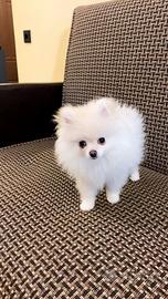 Femminuccia Spitz taglia piccola