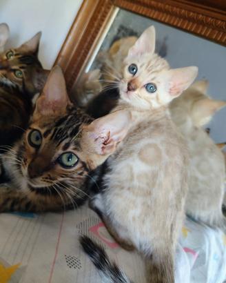 Gatti del Bengala cuccioli