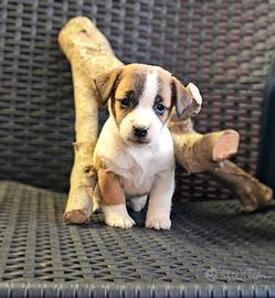 Jack russel cuccioli