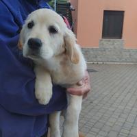 Cuccioli Golden retriever