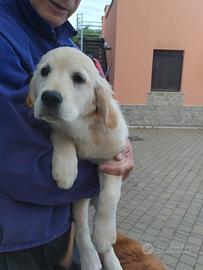 Cuccioli Golden retriever