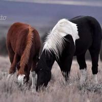 Box per cavalli 4m x 4m