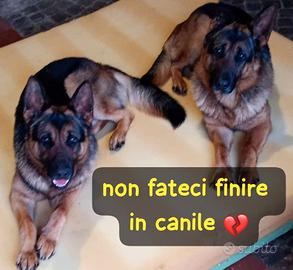 Coppia di pastori tedeschi 4 anni