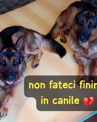 Coppia di pastori tedeschi 4 anni