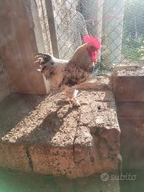 Gallo di 9 mesi