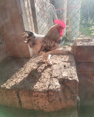 Gallo di 9 mesi