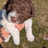 Lagotto romagnolo cuccioli