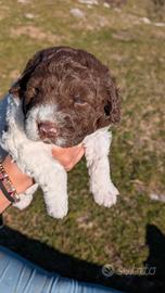 Lagotto romagnolo cuccioli