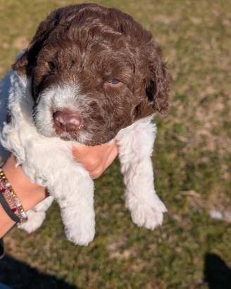 Lagotto romagnolo cuccioli