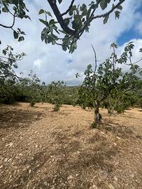 Vatolla- Perdifumo-terreno con piante di fichi