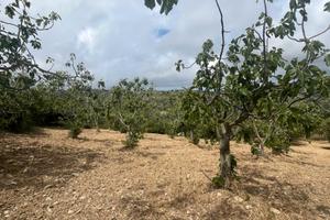 Vatolla- Perdifumo-terreno con piante di fichi