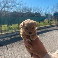 Maltipoo mini toy