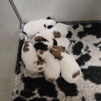 Cuccioli di Jack russell