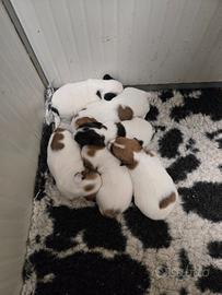 Cuccioli di Jack russell