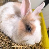 Conigliette inseparabili