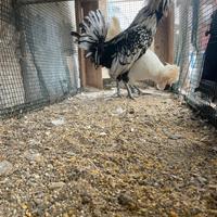 Galline