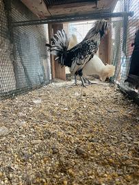 Galline