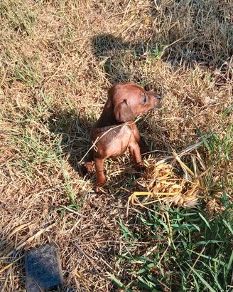 cucciolo pinscher toy