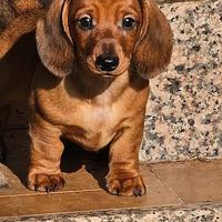 Bassotto nano pelo corto