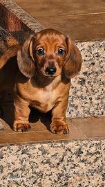 Bassotto nano pelo corto