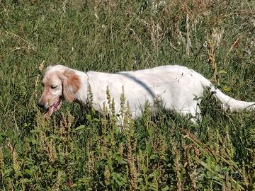 Setter