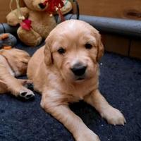 Cucciolata di golden retriever M e F