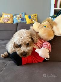 Annuncio di accoppiamento - Barboncino nano