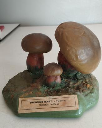 modello didattico  Funghi  Porcini 