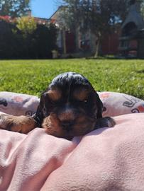 Cocker spaniel