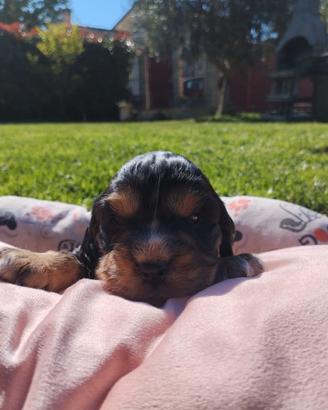Cocker spaniel