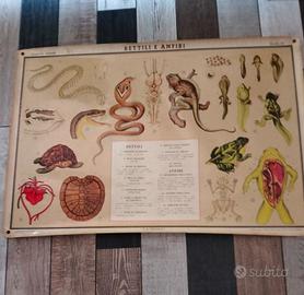 Poster rettili e anfibi anni 50/60 della Paravia 