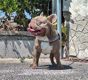 Stallone/Monta/Vendita Isabella solid Bulldog Fran