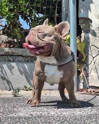 Stallone/Monta/Vendita Isabella solid Bulldog Fran