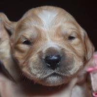 GOLDEN RETRIEVER cuccioli