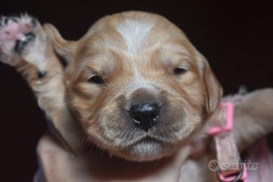 GOLDEN RETRIEVER cuccioli