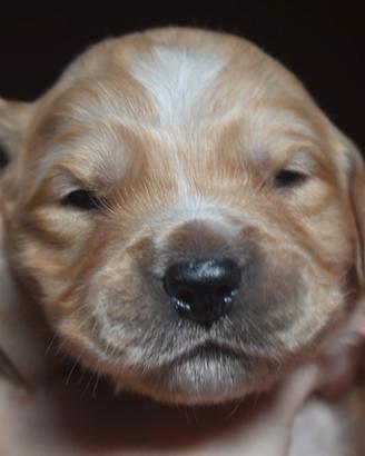 GOLDEN RETRIEVER cuccioli