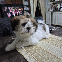 Lhasa Apso (Shitzu) Cucciola con pedigree enci