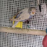 Cocorita giovane maschio viola chiaro