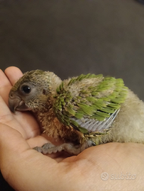 Senegal allevati a mano