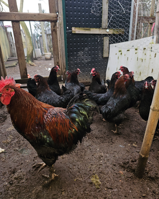 Gallo serama gallo galline marans e coppia combatt