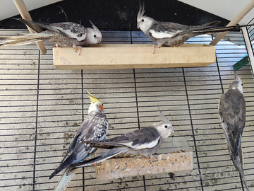 Calopsite 2025 coppia parrocchetti collare