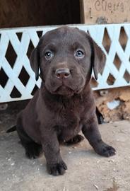 Labrador retriever