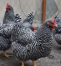 Ovaiole barred rock