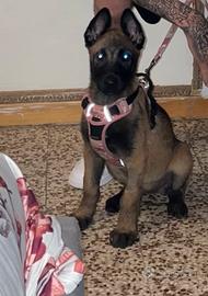 Stupenda cucciola di 3 mesi malinois