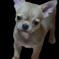Cucciolo di Chihuahua