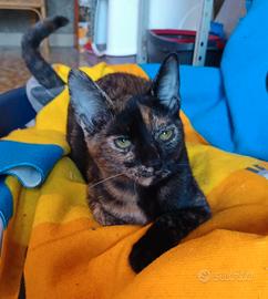 Stupenda gattina di pochi mesi