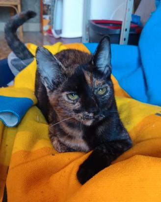Stupenda gattina di pochi mesi