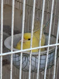 Canarina pronta alla cova