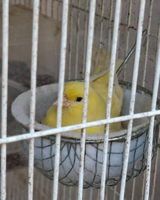 Canarina pronta alla cova